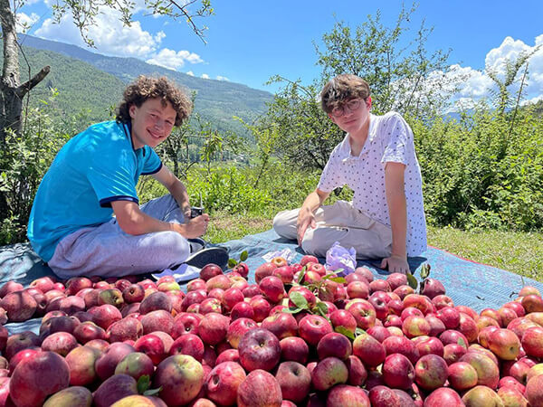 Apple harvesting at a remote organic orchard near Paro.