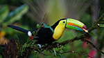 A toucan in a rainforest in Costa Rica seen at an eco-lodge.