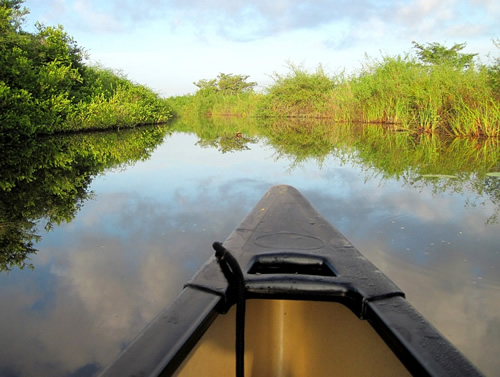 View from a boat of a river in Belize.