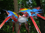 Volunteer conservation of the scarlet macaws in Costa Rica.