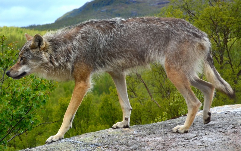 A polar park wolf in Norway.