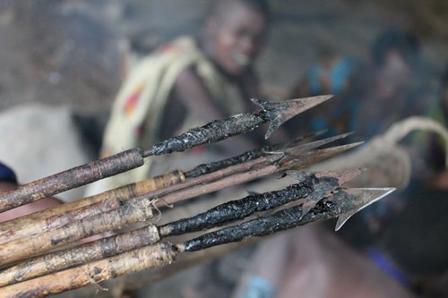 The poison arrowheads the Hadzabe use to hunt.