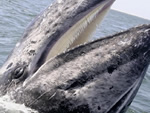 A whale off of San Ignacio, Mexico.