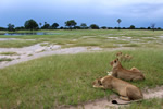 Zimbabwe ethical travelw ith lions on desert plain.