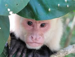 A monkey peering out of a tree in Costa Rica.