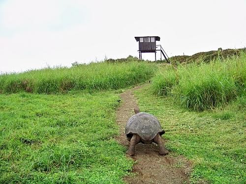 Giant tortoise in Galapagos, Ecuador.