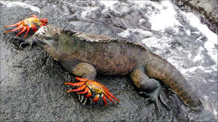 Galapagos marine iguana and crabs.