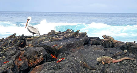 Sea birds, marine iguanas, Sally Lightfoot crabs and sea lions in Galapagos.