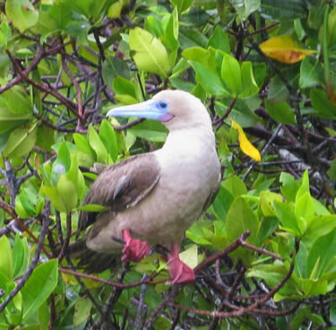 Galapagos red-footed booby.