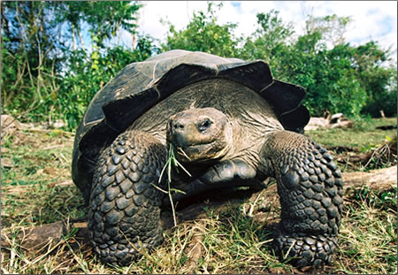 A giant turtle on the Galapagos Islands.