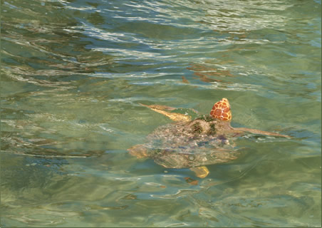 Endangered sea turtle species in Sian Ka'an.