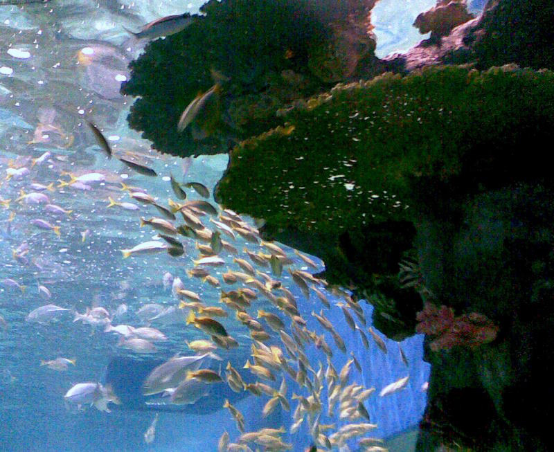 Ocean Park Aquarium, Manila City, Philippines.