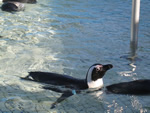 Volunteer in South Africa caring for penguins.