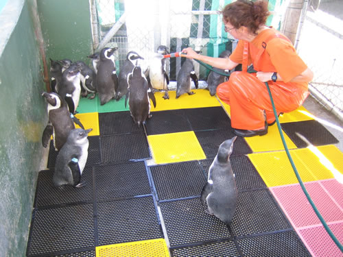 Volunteering to rinse Penguins to prepare them to be set back to the wild.