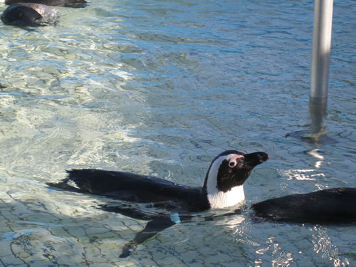 Single penguin swimming.