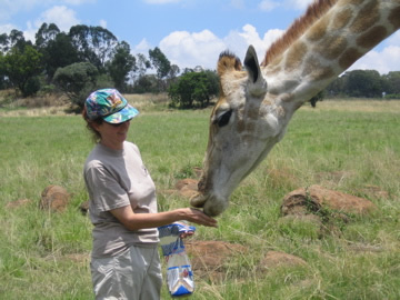 Volunteering caring for animals abroad, including this giraffe licking the author.