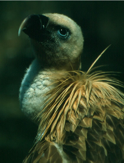 Volunteer for Vultures
