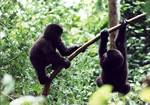 Gorillas in Uganda.