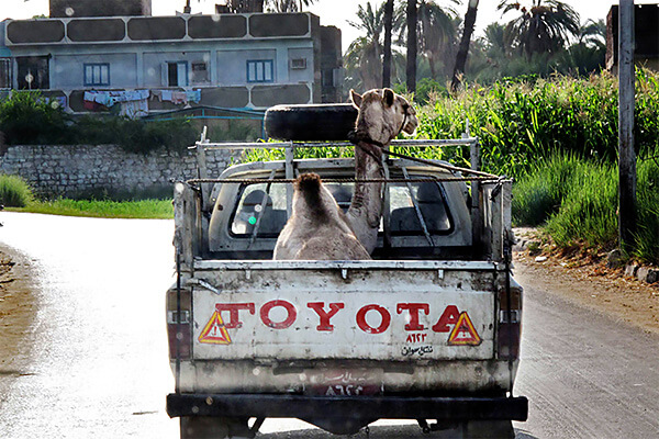 Flatbed with camel in Cairo, Egypt