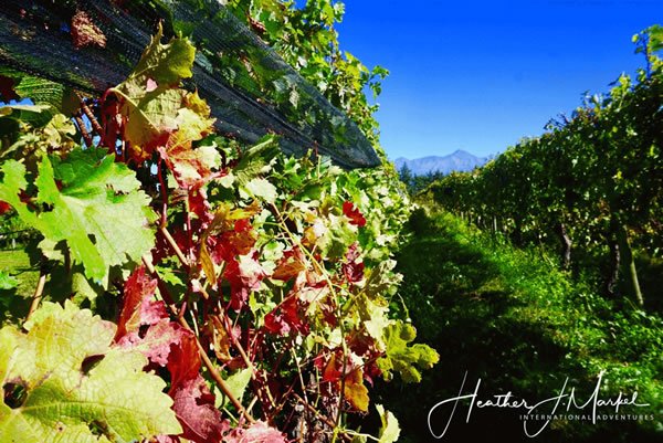 Mendoza vineyard in Argentina.