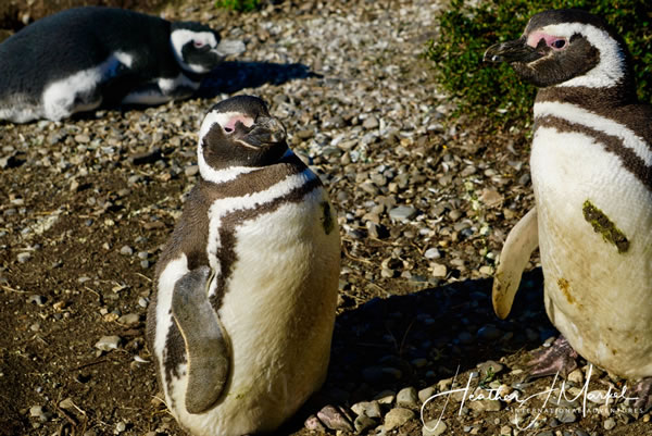 Penguins on Isla Martillo Argentina