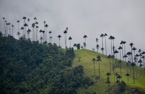 Cocora valley with Quindío wax palms