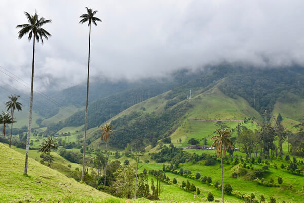 Snapshot of Colombia national tree, the wax palm