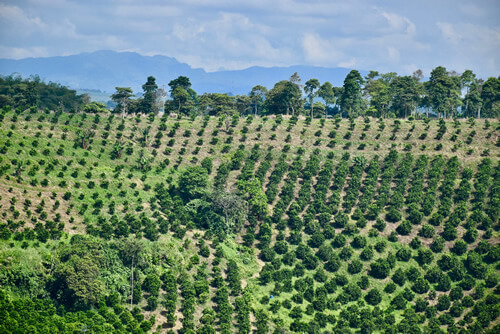 Landscape of the Quindío coffee region