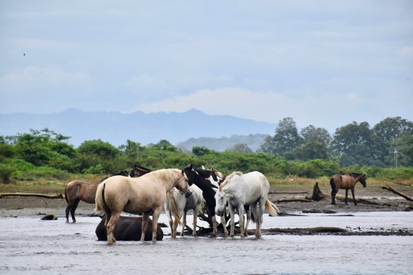 Horses freely splashing in the river