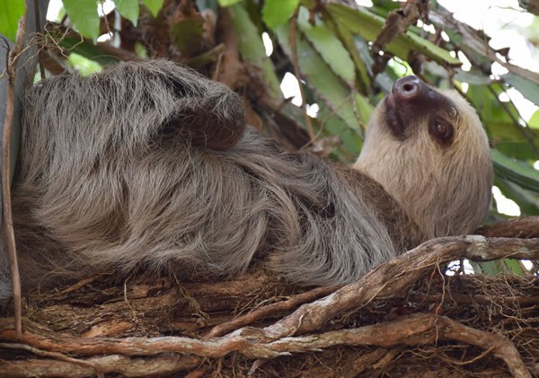 Three-toed brown-throated sloth, one of the most popular animals in Costa Rica
