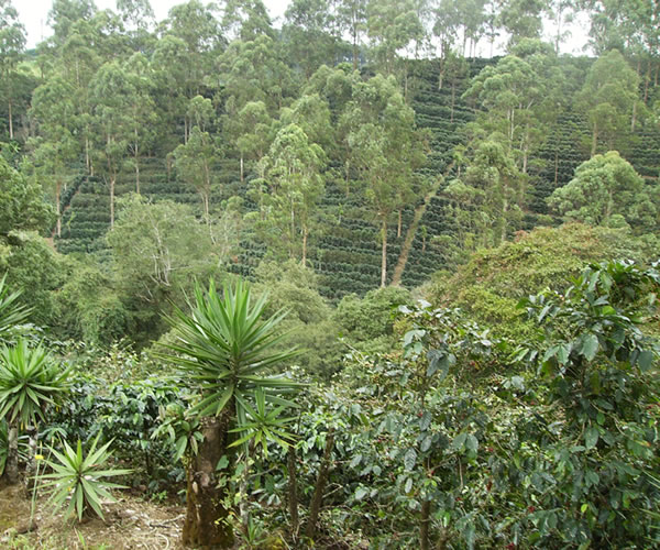 Coffee and fruit tree permaculture near Turrialba