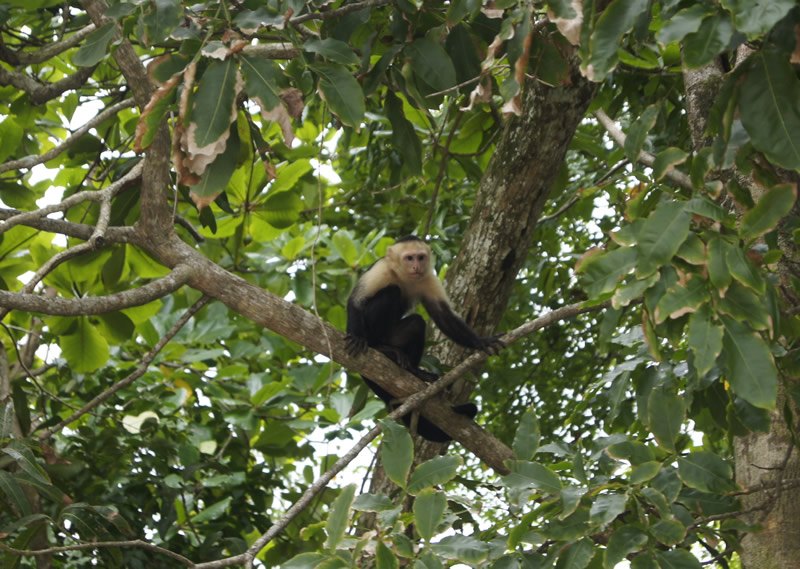 A monkey peering down at me.