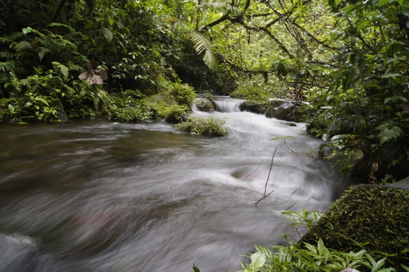 The daily period of rain in Costa Rica also produces beautiful rushing streams and dense jungles