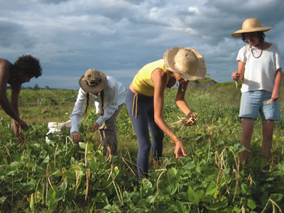 Farm work abroad picking crops.