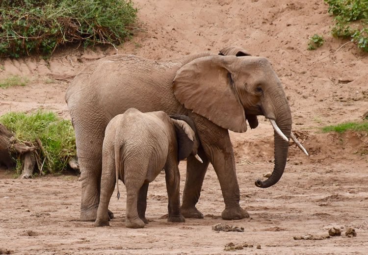 Mother with young in Samburu Game Preserve in Kenya.