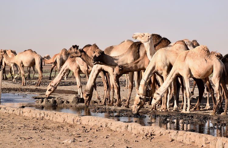 Camels drinking water at an oasis in the Chalbi desert of Kenya.