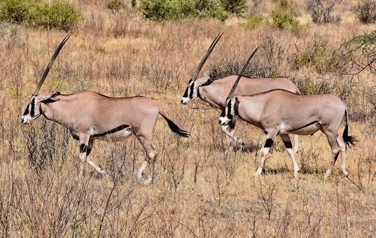 Oryx in Kenya.