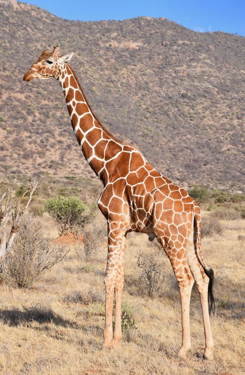 Reticulated giraffe in Samburu Game Preserve in Kenya.