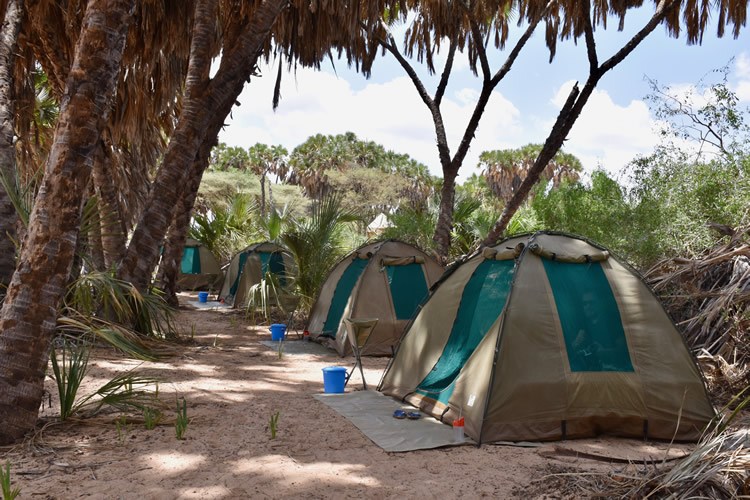 Campsite under the trees.