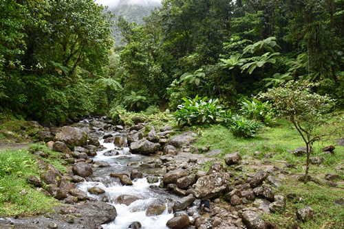 Tropical forest along 'La Trace des Jesuites' in Northern Martinique