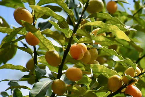 Kumquat tree.