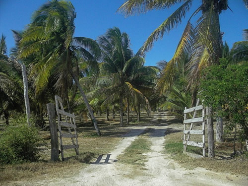 There are many opportunities to volunteer on sustainable farms in Mexico.