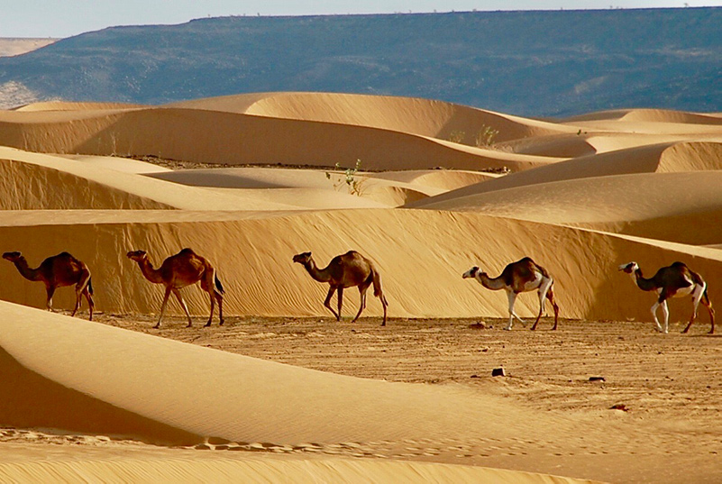 Camel caravan in Mauritania