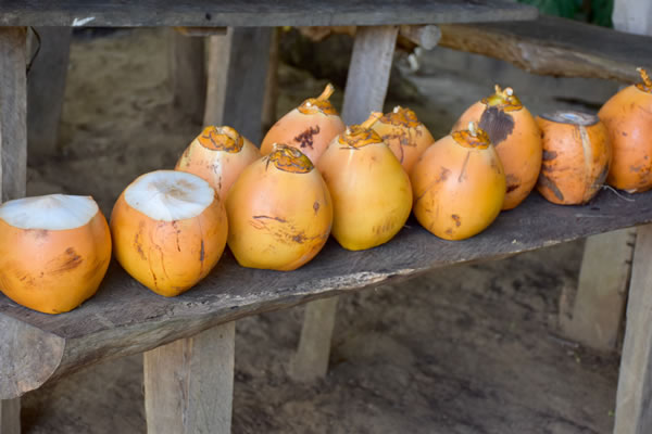 A fresh coconut drink is awaiting us at a shack in the countryside