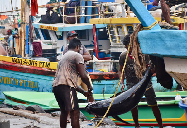 Unloading fish in the harbor of Negombo for the market