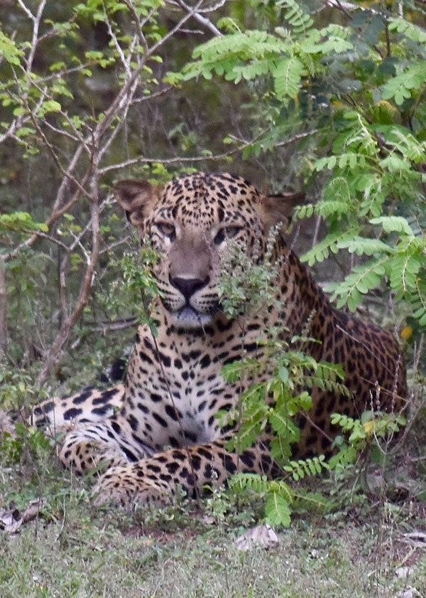 A leopard in Yala Natural Park sizing us up