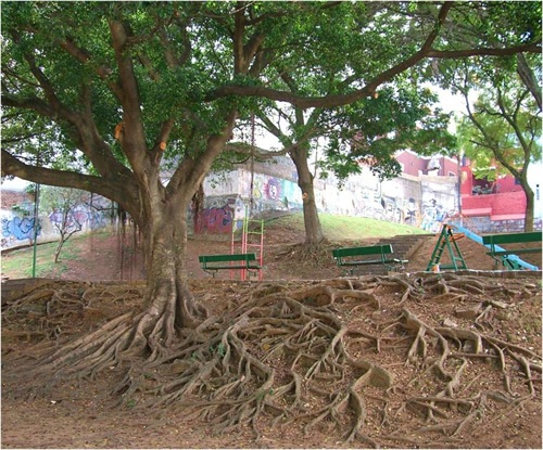 Roots of one of the many trees in Porto Alegre, Brazil.