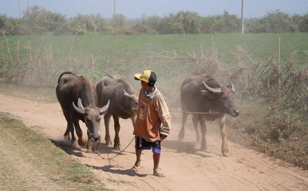 A typical scene in Cambodia's countryside of a teen pulling along bulls.