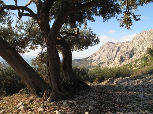 Croatian olive tree in mountains.