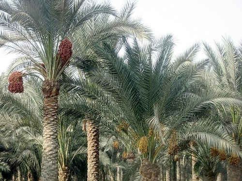 Date palm trees outside of Cairo, Egypt.